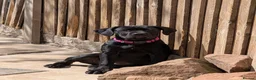 Cane Corso dogs for sale: Black female cane corso puppy  - Advert 6