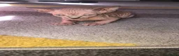 Sphynx cats for sale: 2 x sphynx female kittens  - Advert 8