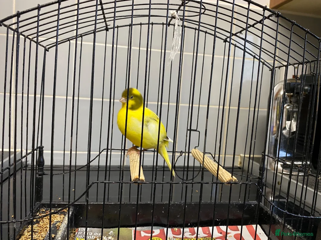 Canaries birds for sale: Fife canaries for sale - Advert 4