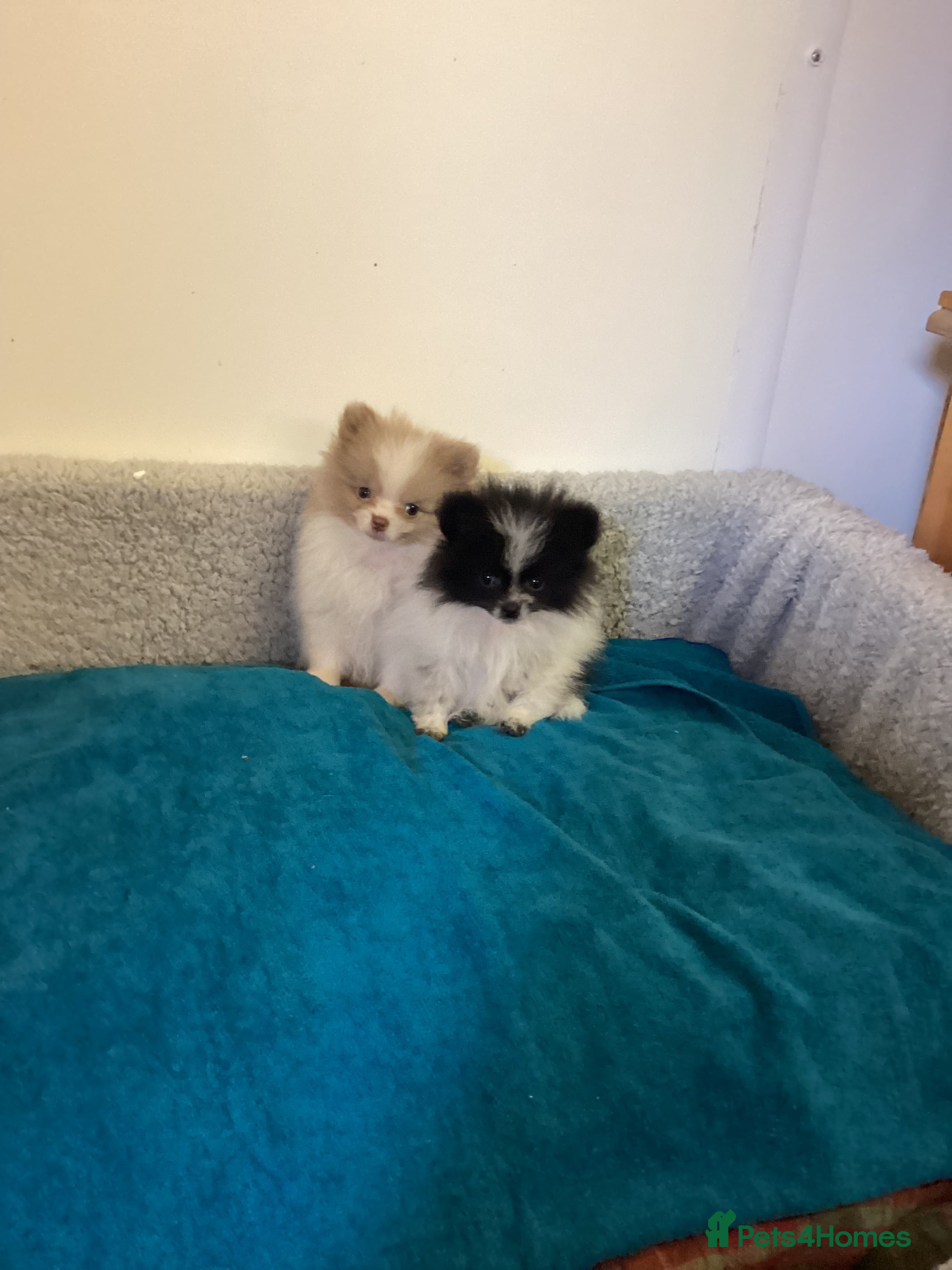 Pomeranian dogs Pomeranian  - Advert 1