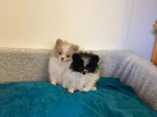 Pomeranian dogs Pomeranian - Advert 1