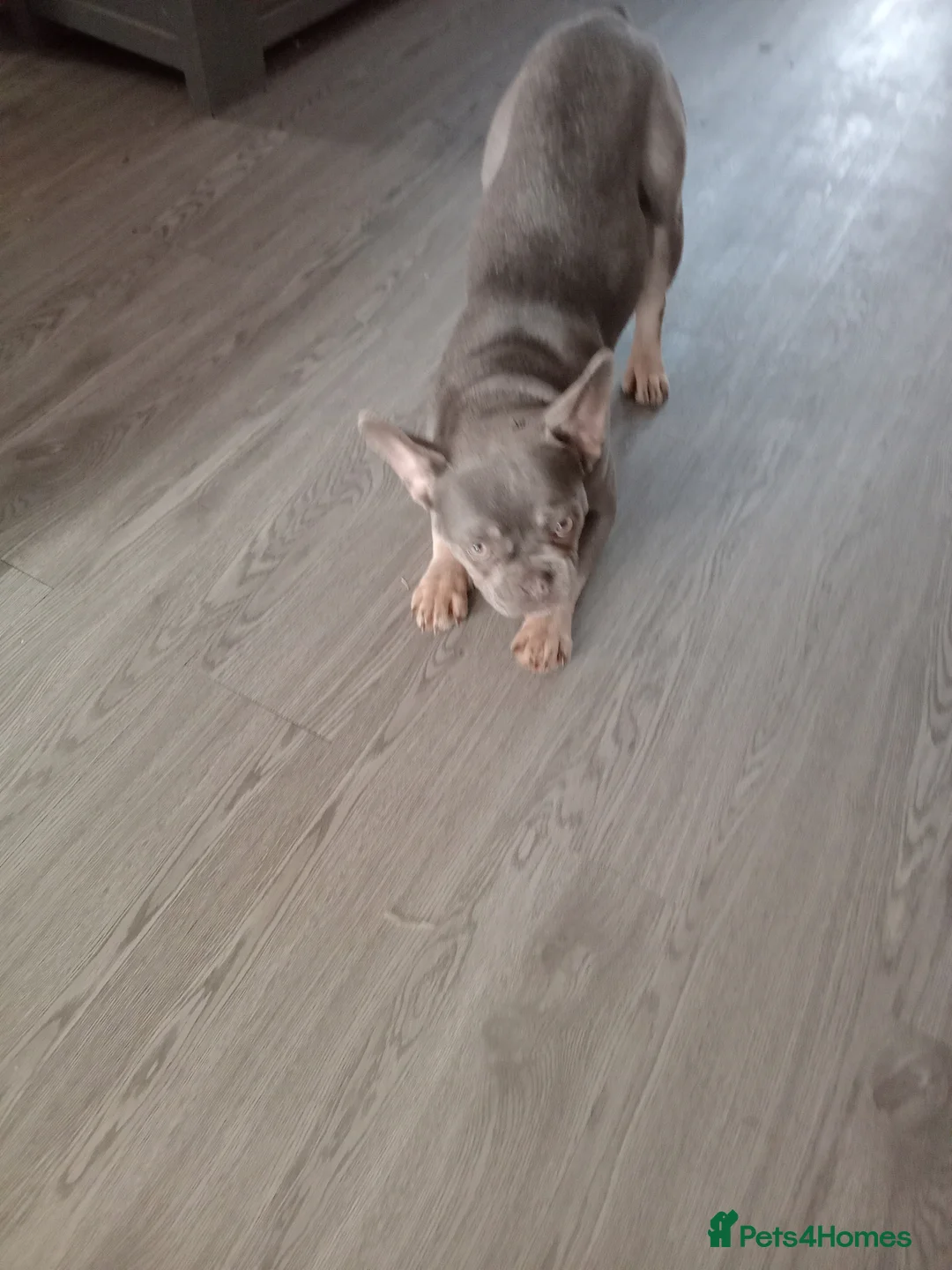 French Bulldog dogs for sale: French bulldog  in Chorley - Advert 1