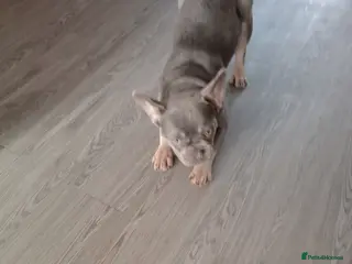 French Bulldog dogs French bulldog - Advert 1