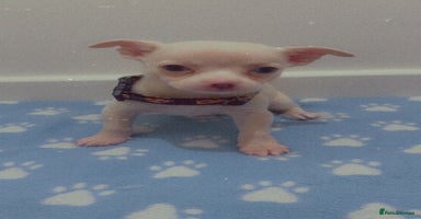 Chihuahua dogs - Advert 10
