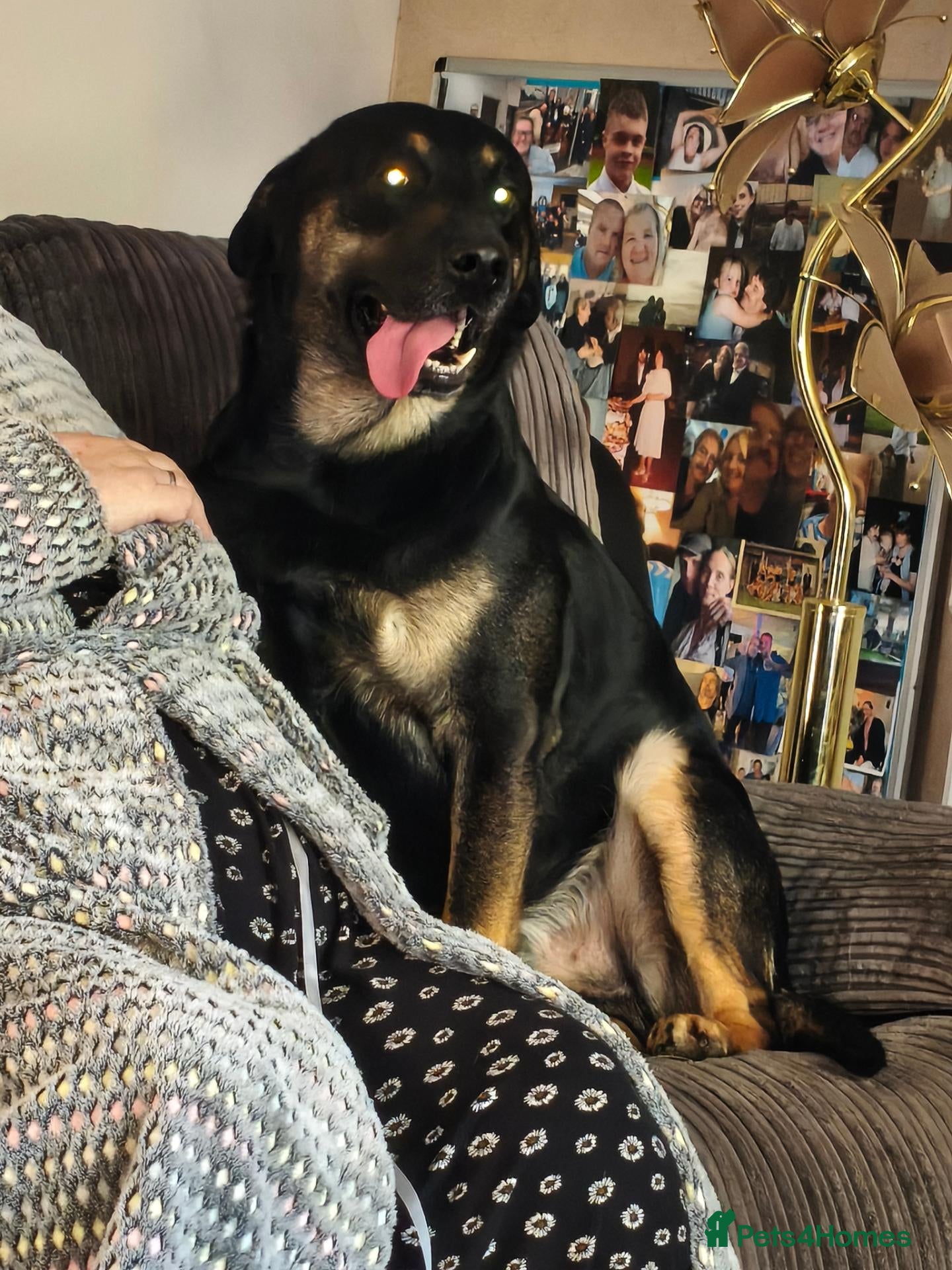 Mixed Breed dogs Big old friendly Bruno 🐶 - Advert 17