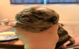 Jug dogs for sale: Amazing Jug Puppies - Image 2