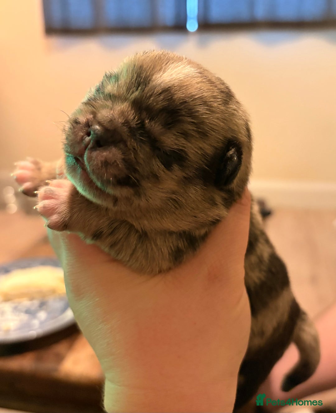 Jug dogs for sale: Amazing Jug Puppies - Image 2