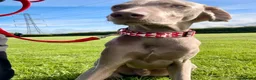 Weimaraner dogs for sale: Loving Boy Needs Calm & Reassuring Forever Home  - Advert 3