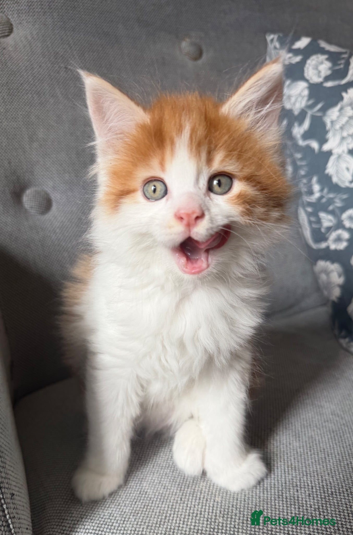 Maine Coon cats Gorgeous Maine Coon mix fur babies - Advert 1