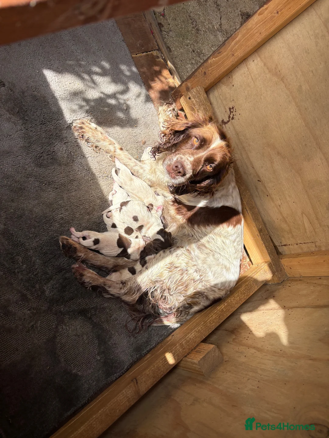 Sprocker dogs for sale: Sprocker spaniel puppies  in St. Neots - Advert 1