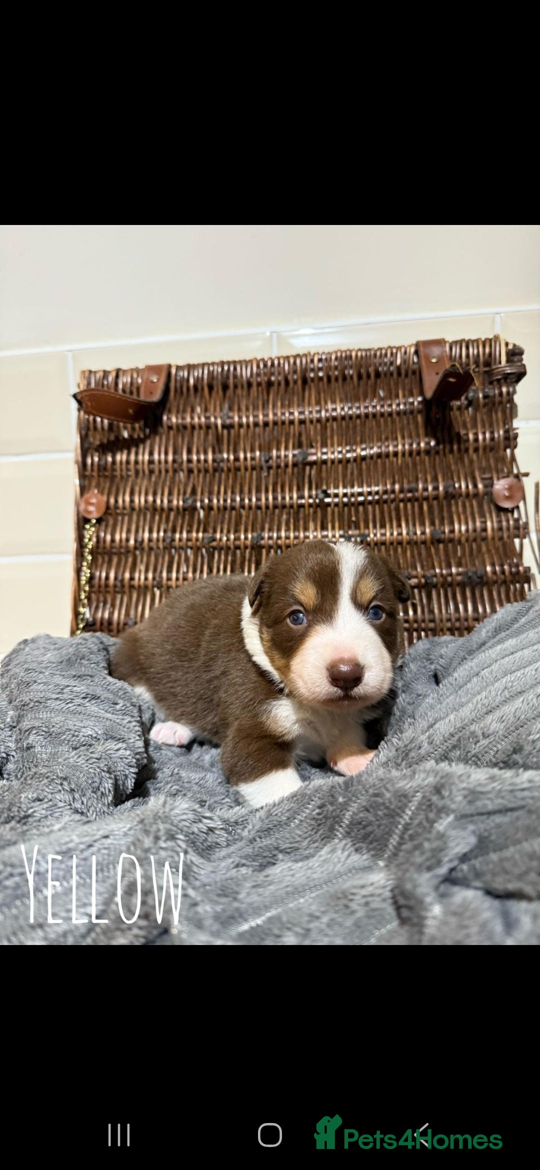Border Collie dogs for sale: Brown,tan and white border collie pups for sale  - Advert 3