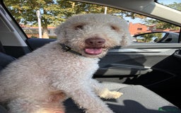 Bedlington Terrier dogs for stud: Bedlington Terrier - Liver - AGE5 in Darlington - Image 24