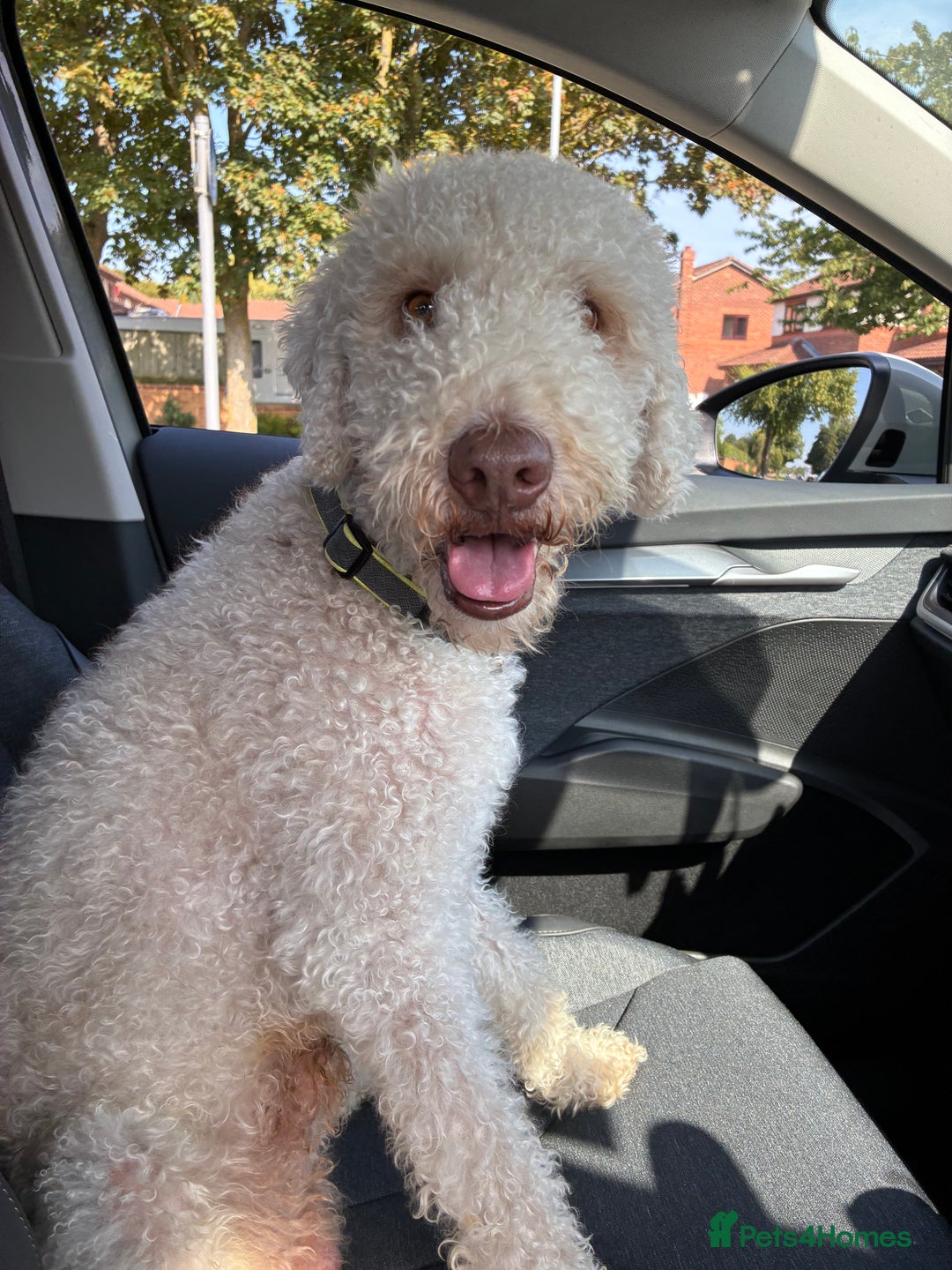 Bedlington Terrier dogs for stud: Bedlington Terrier - Liver - AGE5 in Darlington - Image 24