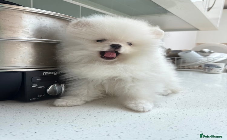 Pomeranian dogs - Advert 1
