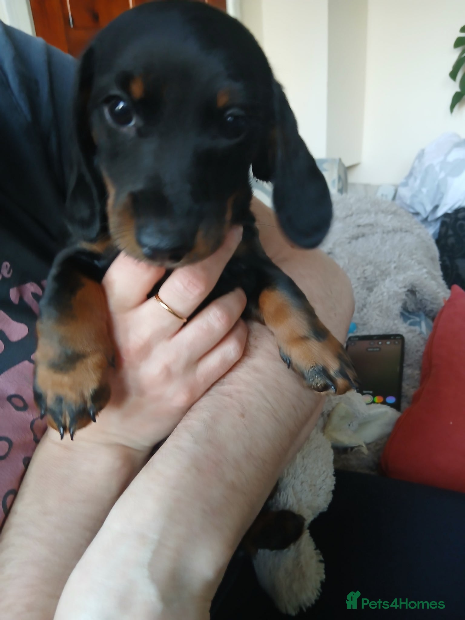 Dachshund dogs a beautiful litter of smooth haired dachshunds - Advert 1