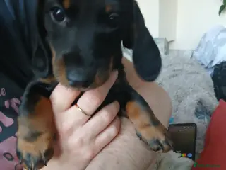 Dachshund dogs a beautiful litter of smooth haired dachshunds - Advert 1