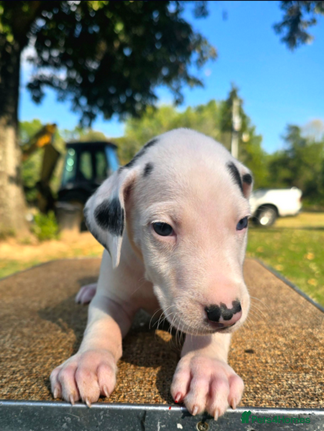 Great Dane dogs for sale:  Beautiful Great Dane Pups-Ready for Forever Homes - Image 4