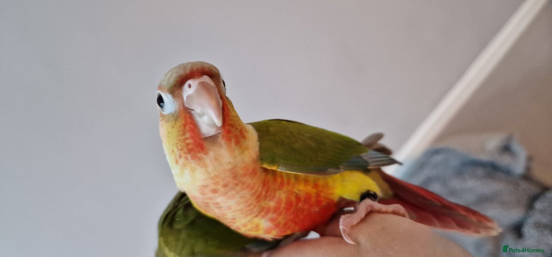 Conures birds for sale: Beautiful fully hand reared conure baby's  - Advert 19