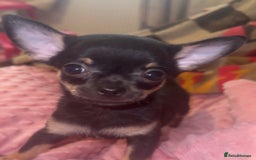Chihuahua dogs for sale: READY NOW!! 2 girls 1 boy tiny chihuahuas  - Image 3