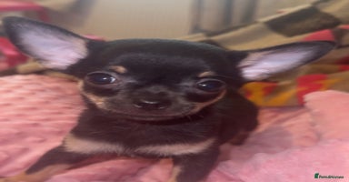 Chihuahua dogs - Advert 5