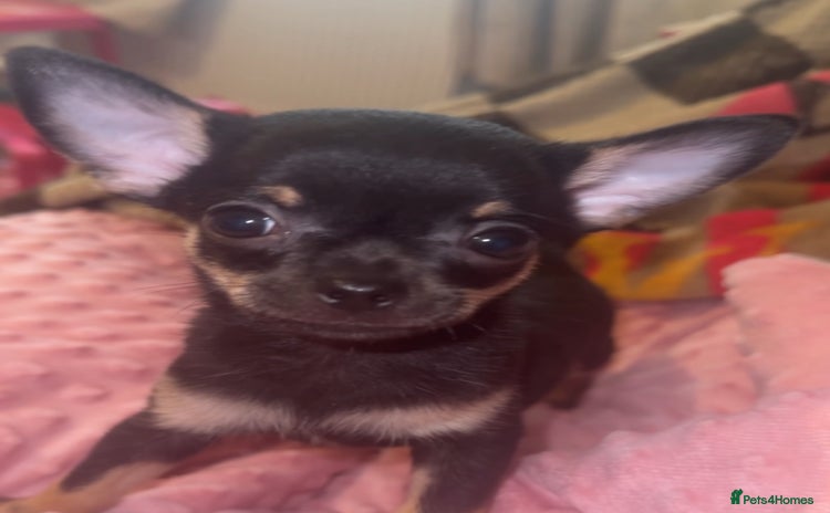 Chihuahua dogs - Advert 9