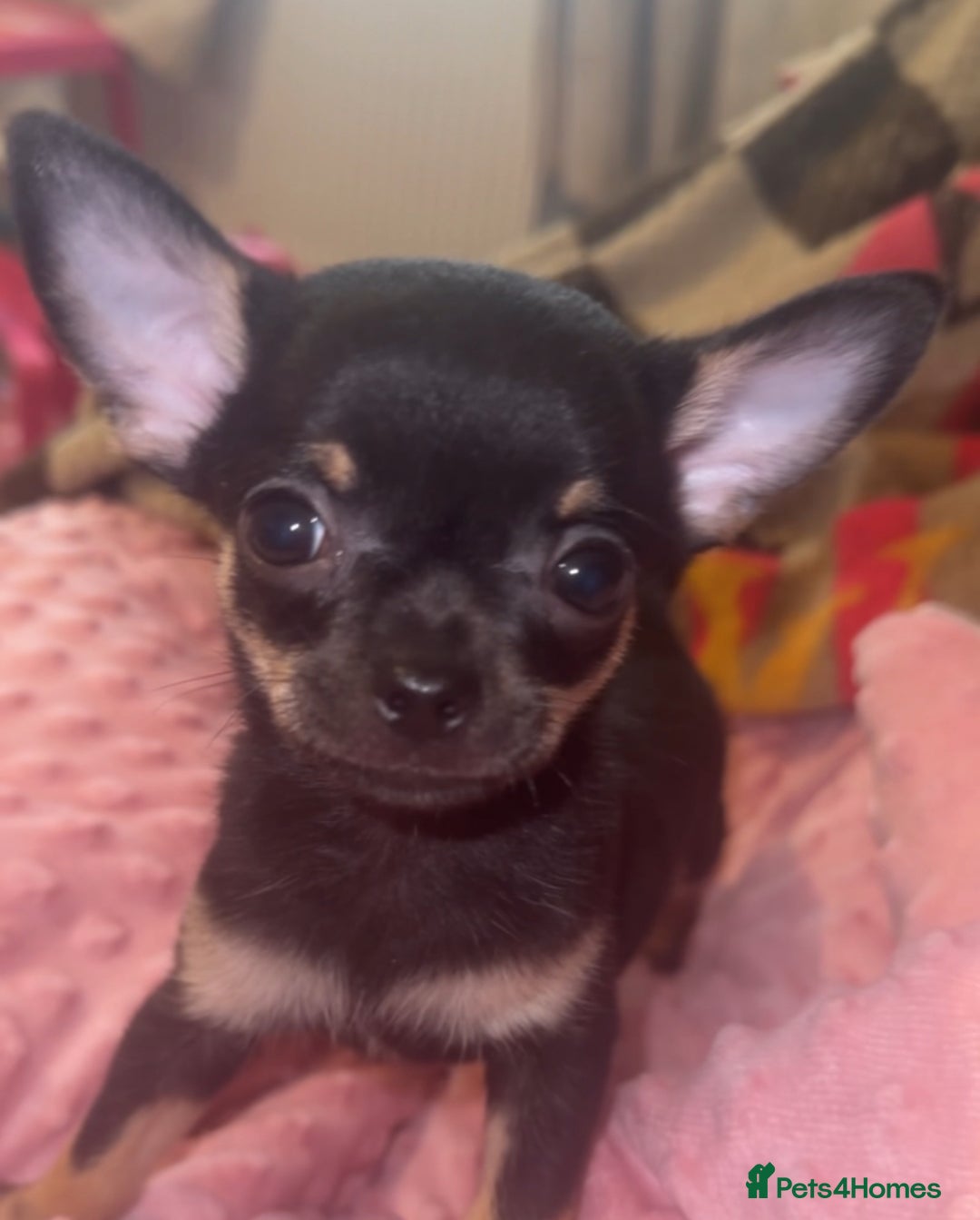 Chihuahua dogs for sale: READY NOW!! 2 girls 1 boy tiny chihuahuas  - Image 3