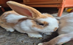 Mini Lop rabbits for sale: Mini Lop Mix  - Image 2