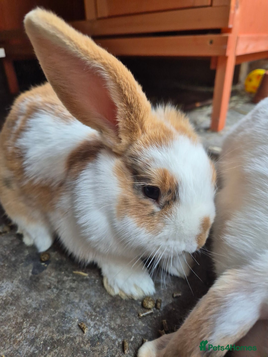 Mini Lop rabbits for sale: Mini Lop Mix  - Image 2