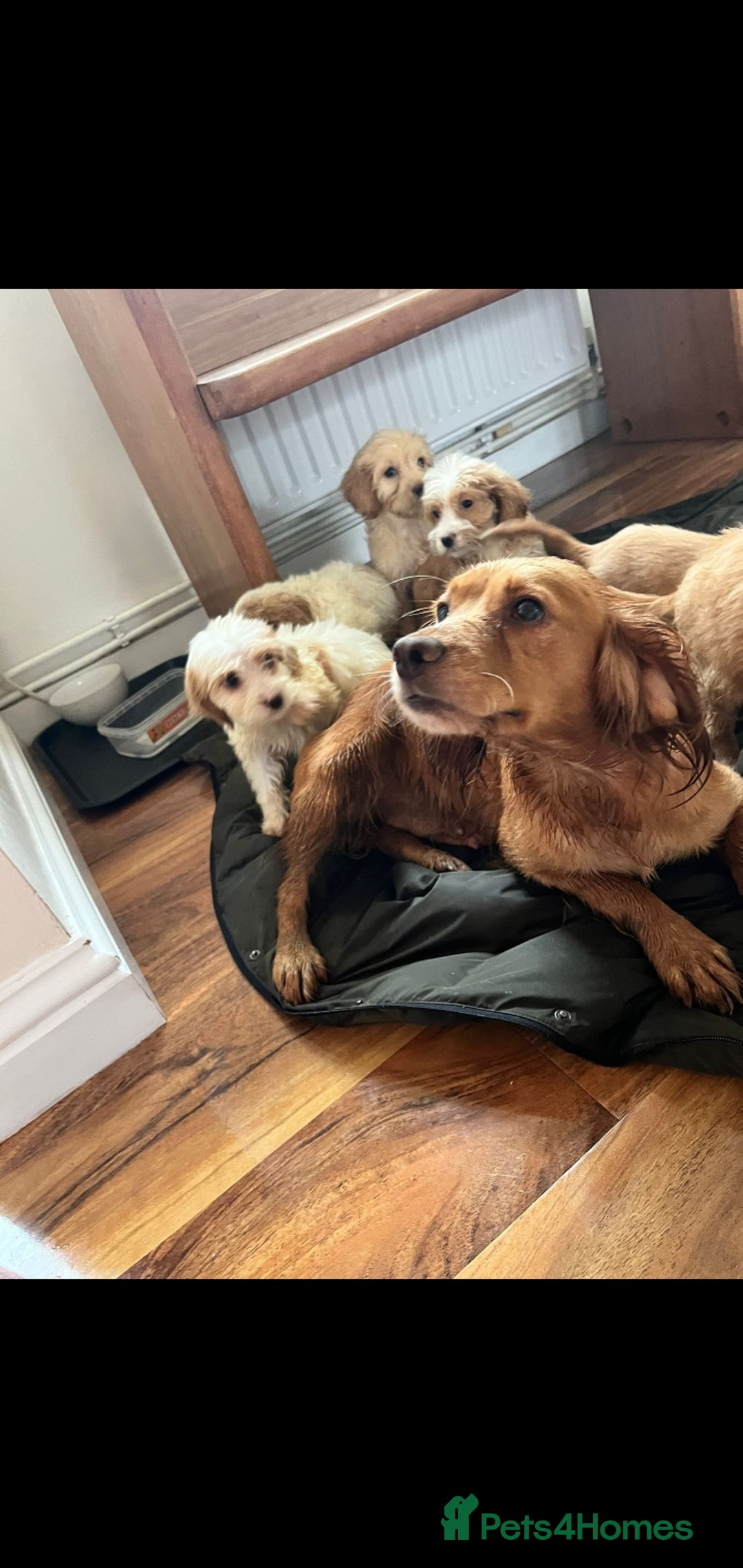 Cockapoo dogs for sale: Working cocker x cockapoo  puppies  - Image 7