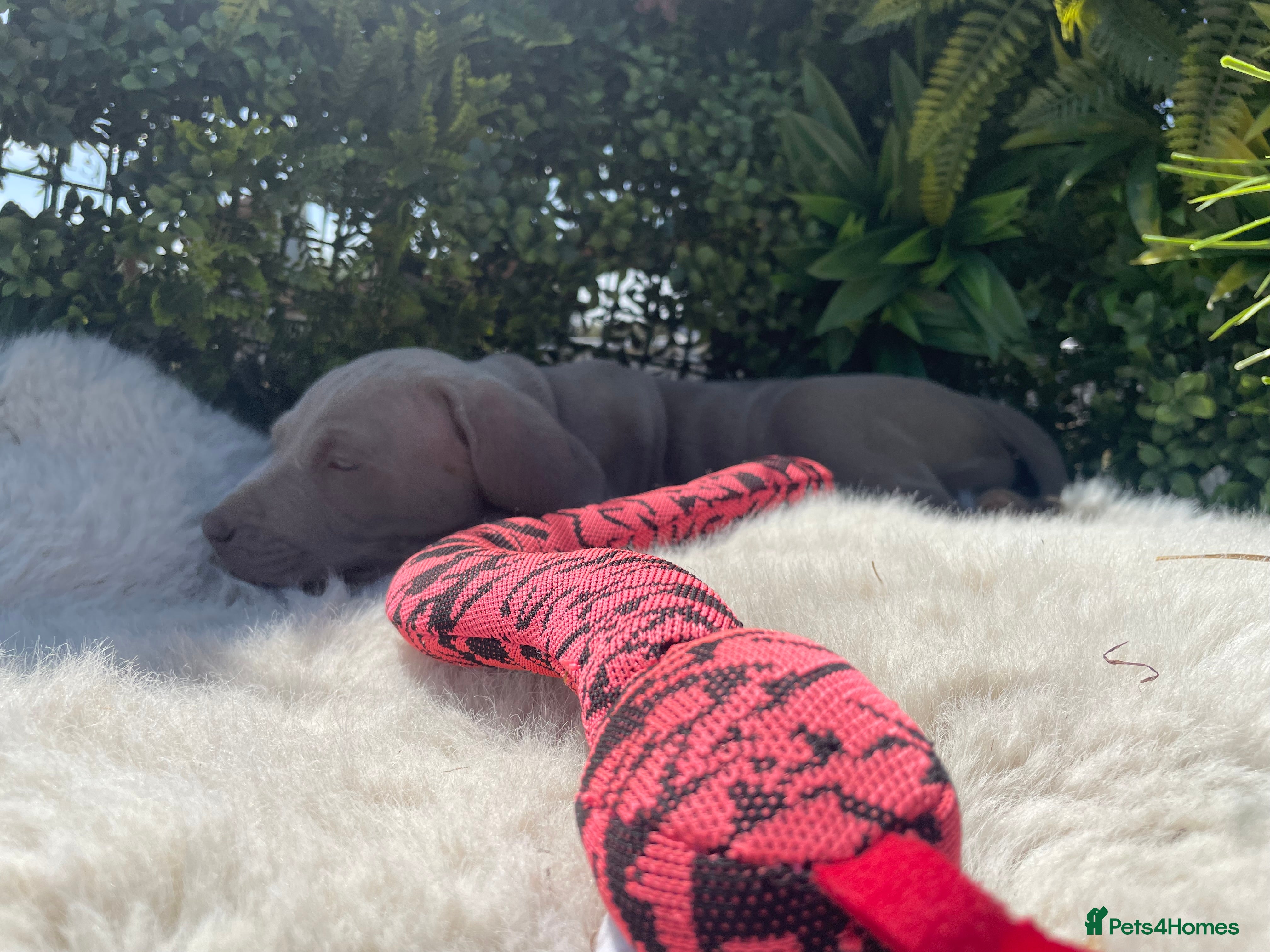 Weimaraner dogs Weimaraner Puppies For Sale  - Advert 14
