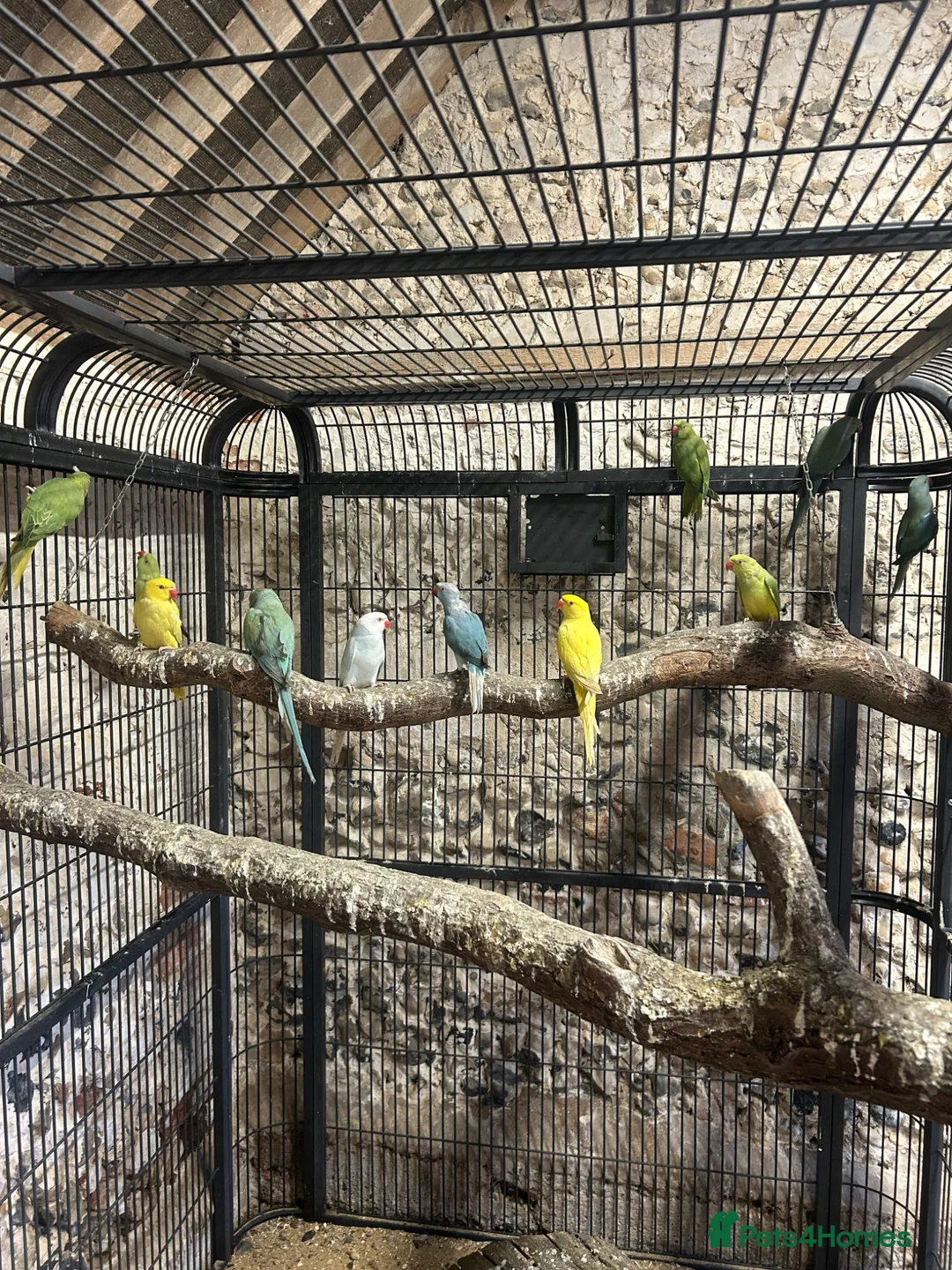 Ringnecks birds for sale: Indian Ringnecks  - Advert 2