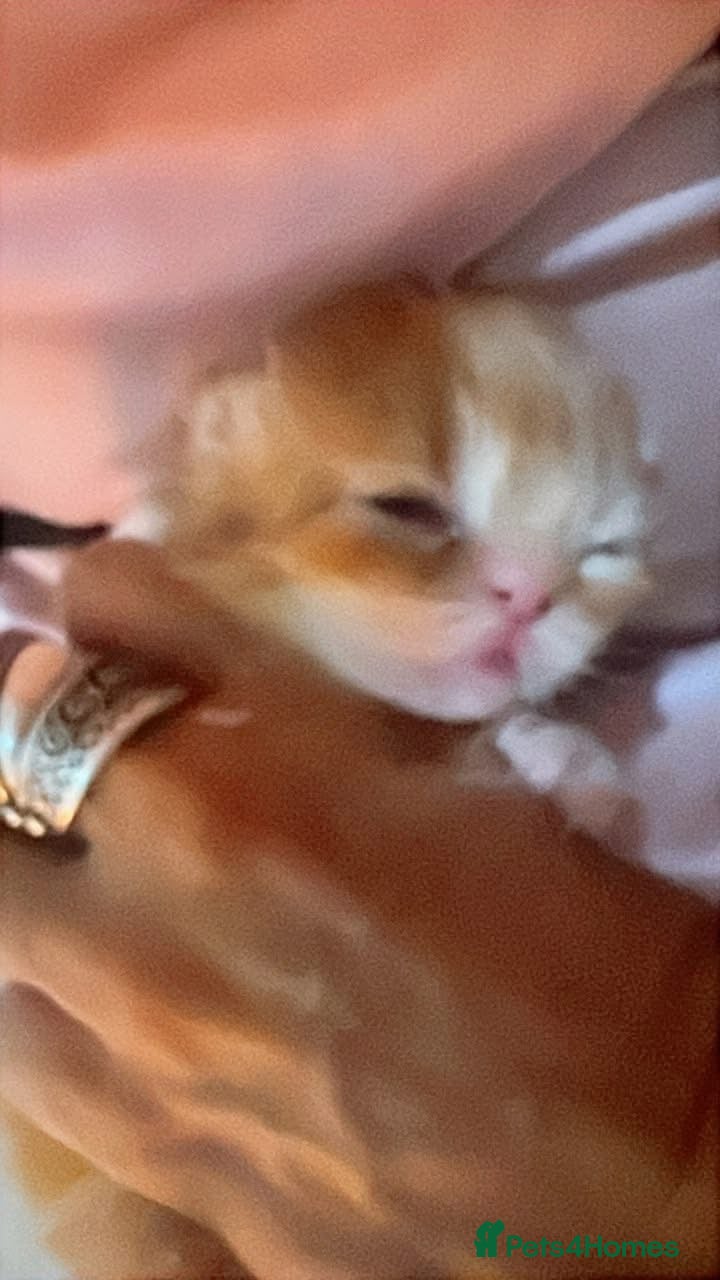 Persian cats  ꨁ 🍃Exotic doll face Persian ☆  Persian KITTENS - Advert 20