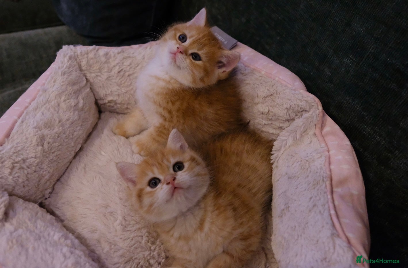 British Shorthair cats BSH Golden boys TICA Reg Open to Active Reg - Advert 5