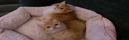 British Shorthair cats for sale: BSH Golden boys TICA Reg  - Advert 11