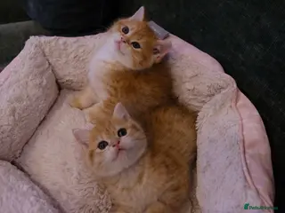 British Shorthair cats BSH Golden boys TICA Reg Open to Active Reg - Advert 5
