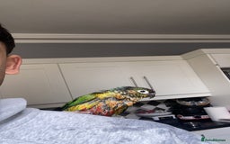 Conures birds for sale: Silly Tamed conure - Image 3