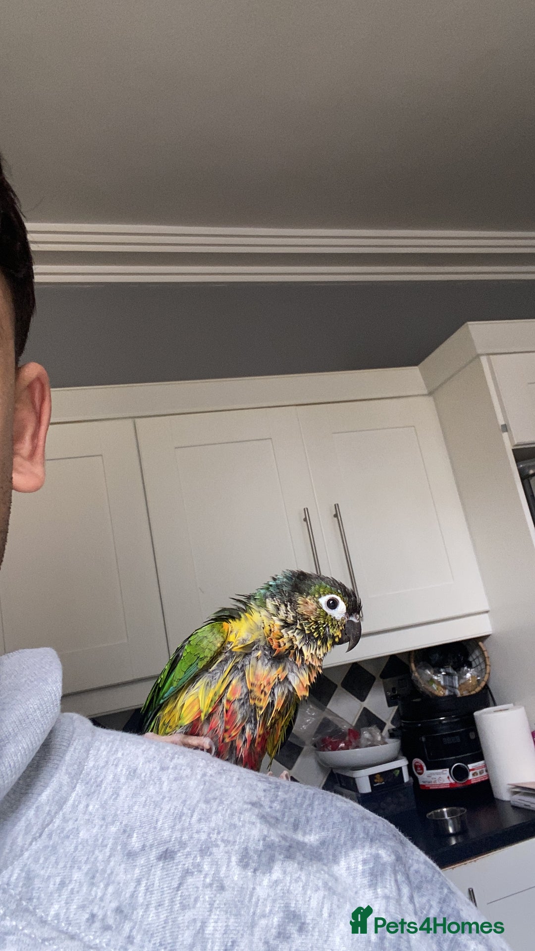 Conures birds for sale: Silly Tamed conure - Image 3