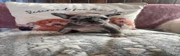 French Bulldog dogs for sale: French bulldogs  - Advert 3