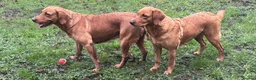 Goldador dogs for sale: BORN FROM HIP, ELBOW AND DNA PERFECT PARENTS - Advert 21