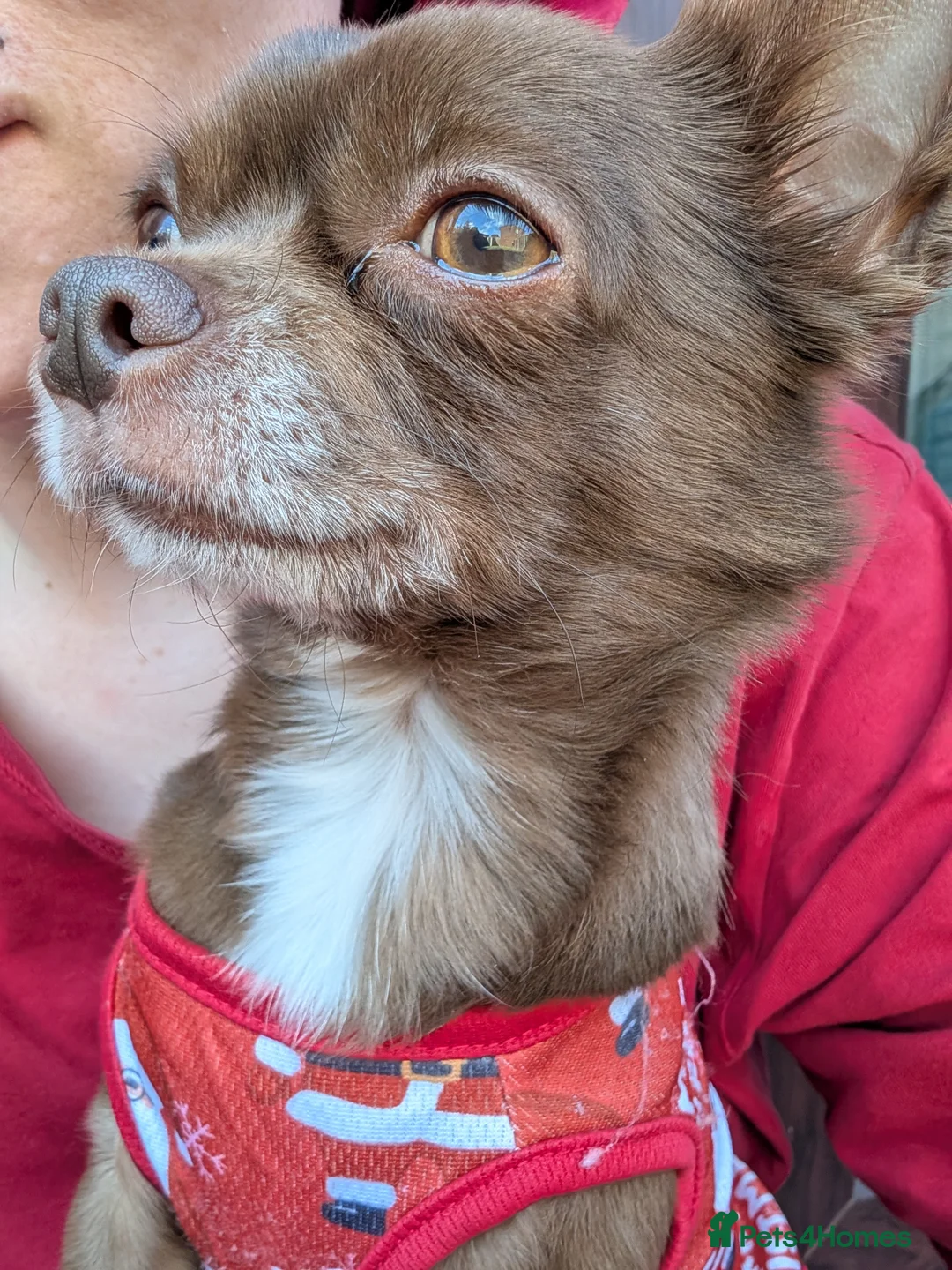 Chihuahua dogs for sale: Beautiful 3year old male KC registered chihuahua  - Advert 2