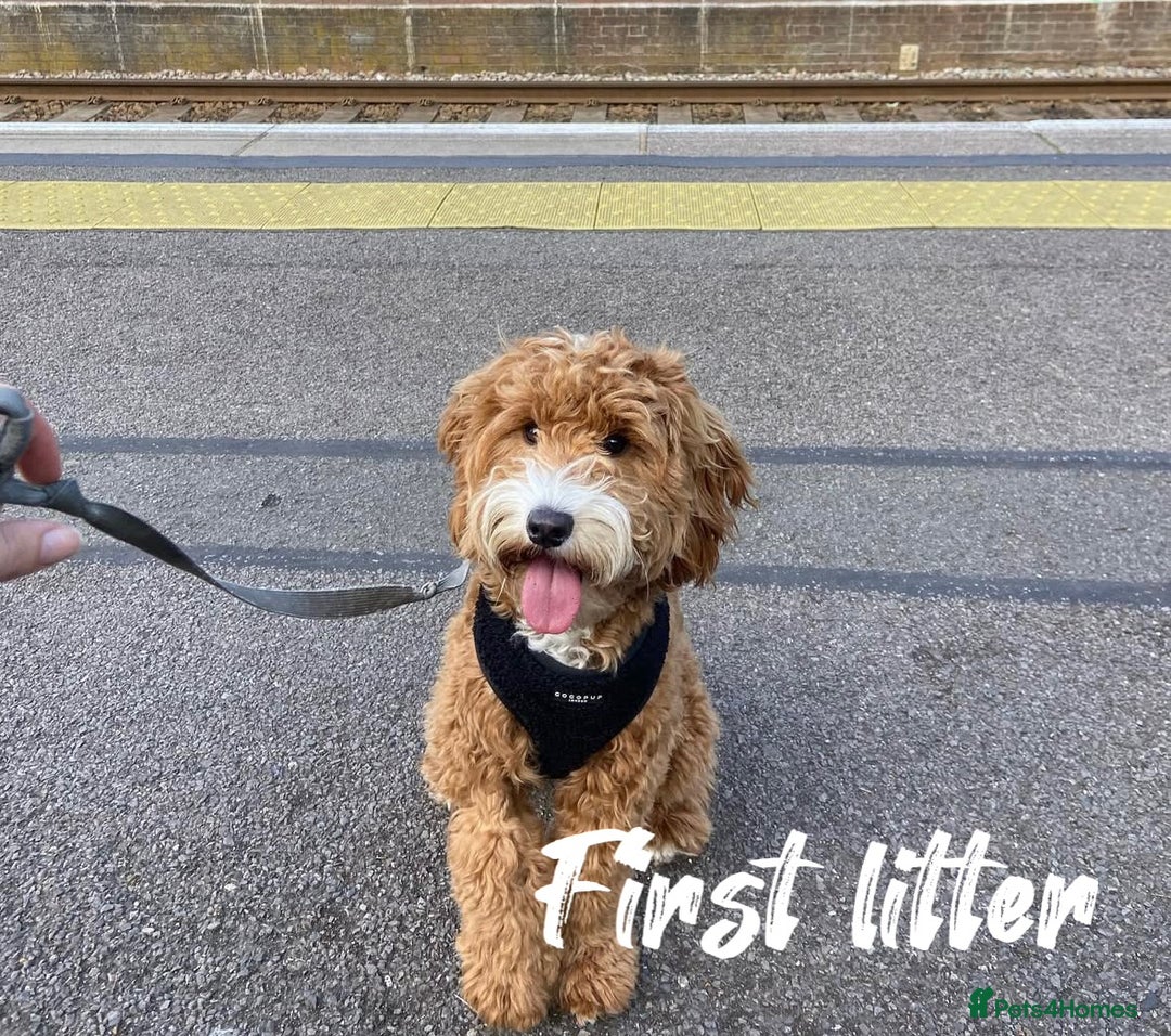 Cavapoo dogs for sale: Stunning f2 cavapoo pups girls and boys  - Advert 16