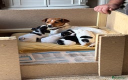 Jack Russell dogs for sale: Miniature Jack russel  - Advert 1