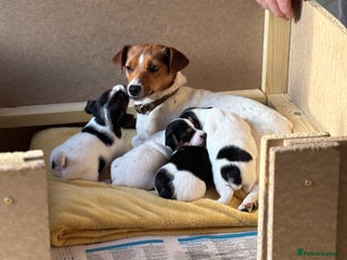 Jack Russell dogs Miniature Jack russel - Advert 3