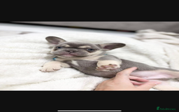 French Bulldog dogs for sale: French bulldog puppies  - Image 9