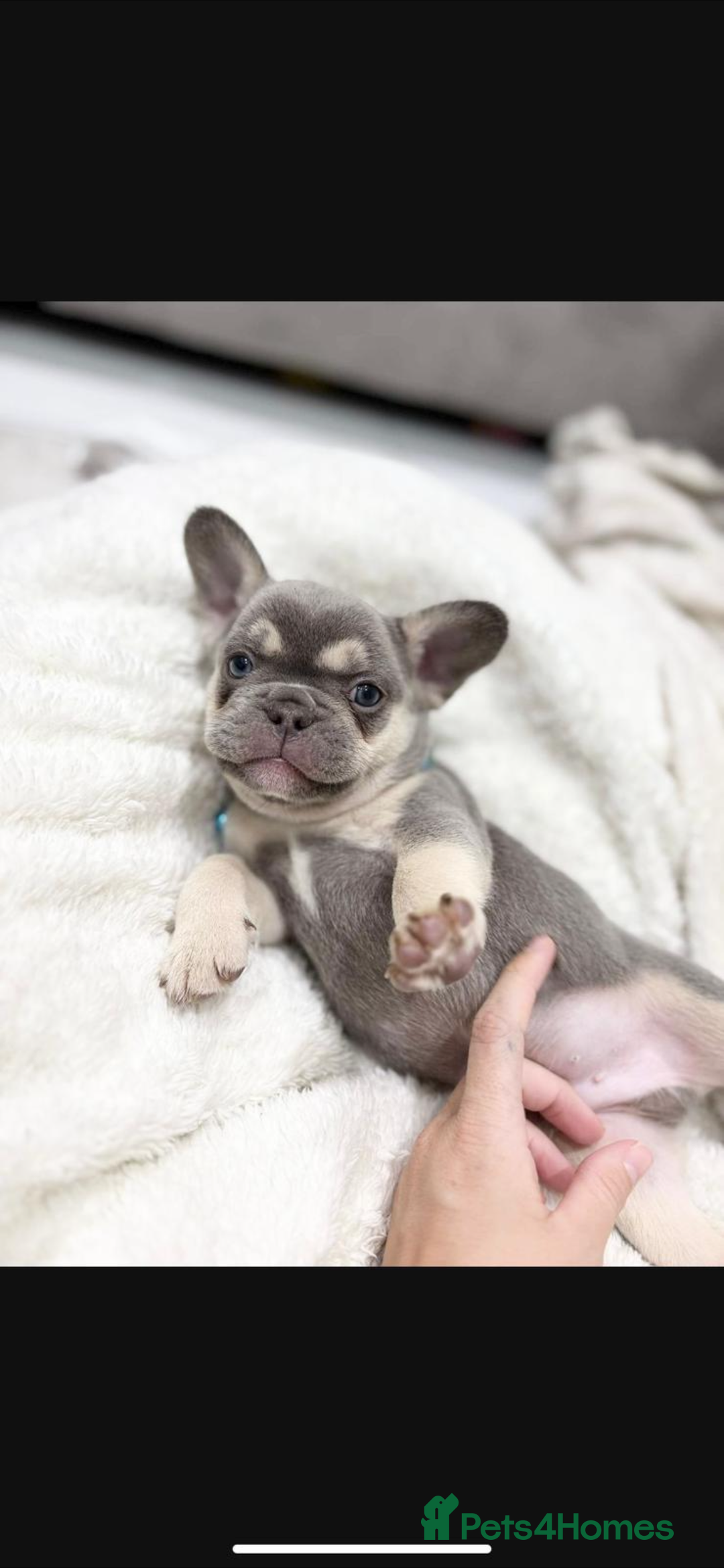 French Bulldog dogs for sale: French bulldog puppies  - Image 9