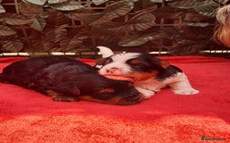 Yorkshire Terrier dogs for sale: Beautiful Biewer Yorkshire pups*LASTBOY Readynow* in Andover - Image 19