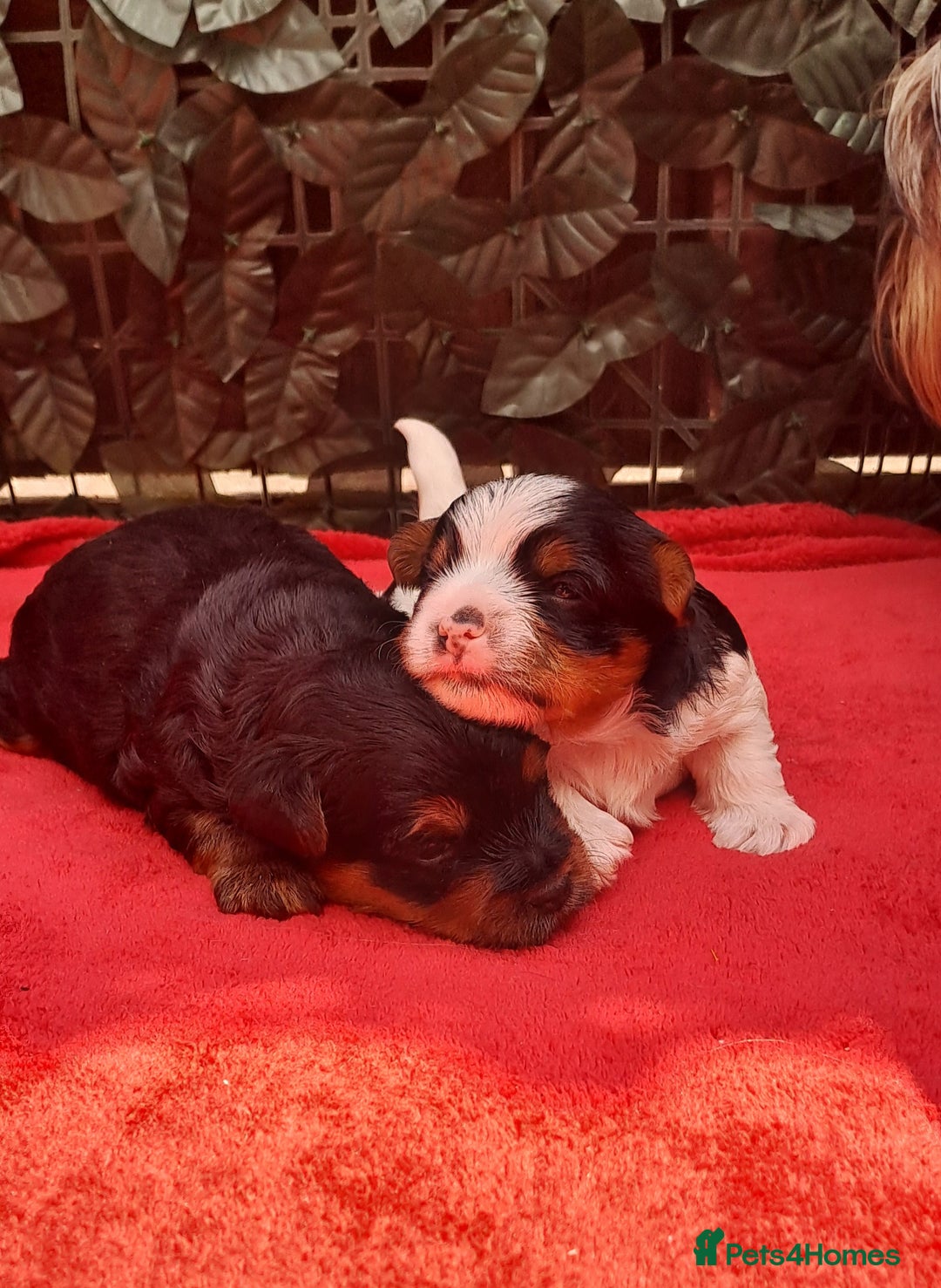 Yorkshire Terrier dogs for sale: Beautiful Biewer Yorkshire pups*LASTBOY Readynow* in Andover - Image 19