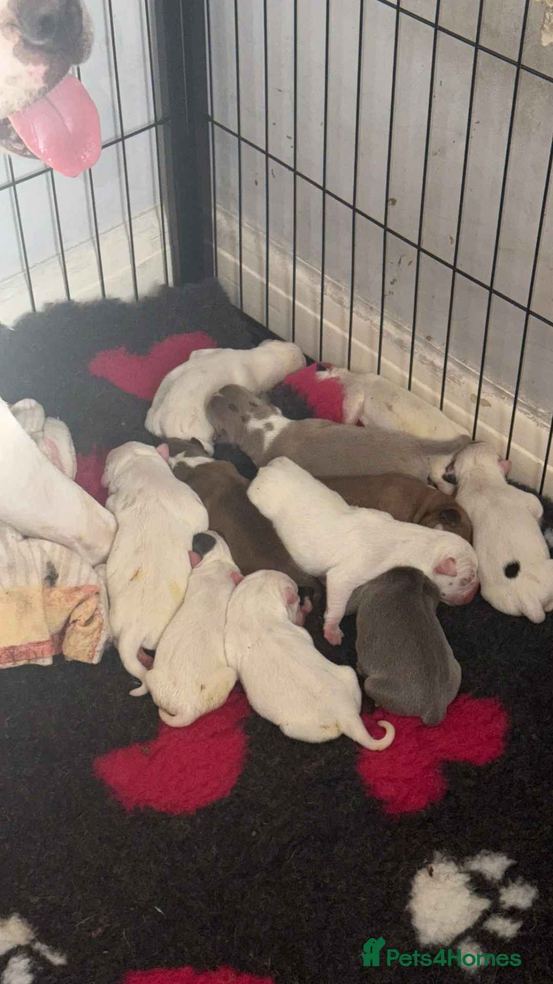 Mixed Breed dogs for sale: Lovely set mastiff x puppies here ❤️ - Advert 24