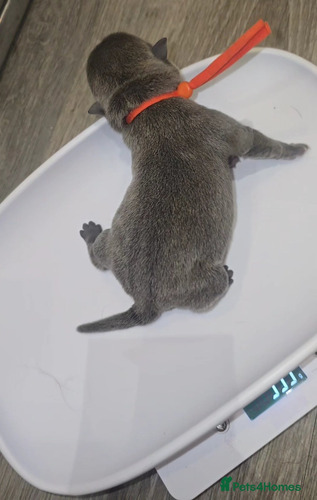 Mixed Breed dogs for sale: Chaffy puppies - Image 15