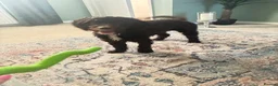 Cockapoo dogs for stud: Beautiful Chocolate F1 Cockapoo Stud 🐾 in Weston-super-Mare - Advert 3